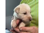 Labrador Retriever Puppy for sale in Beaufort, NC, USA