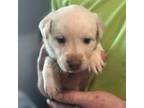 Labrador Retriever Puppy for sale in Beaufort, NC, USA