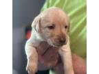 Labrador Retriever Puppy for sale in Beaufort, NC, USA