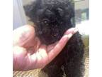 Maltipoo Puppy for sale in Statesville, NC, USA