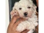 Maltipoo Puppy for sale in Statesville, NC, USA
