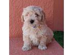 Maltipoo Puppy for sale in Fort Myers, FL, USA