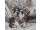 French Bulldog Puppy for sale in Concord, NC, USA