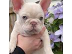 French Bulldog Puppy for sale in Concord, NC, USA