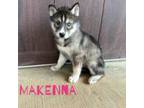 Siberian Husky Puppy for sale in Florence, AL, USA