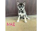 Siberian Husky Puppy for sale in Florence, AL, USA