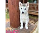 Siberian Husky Puppy for sale in Florence, AL, USA