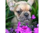 French Bulldog Puppy for sale in Toccoa, GA, USA