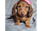 Dachshund Puppy for sale in Charlotte, NC, USA