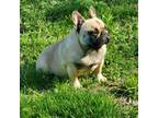 French Bulldog Puppy for sale in Billings, MO, USA