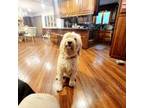 Goldendoodle Puppy for sale in Midlothian, VA, USA