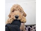 Mutt Puppy for sale in Washington, MO, USA