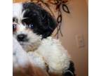 Mi-Ki Puppy for sale in Thayer, KS, USA