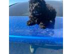 Poodle (Toy) Puppy for sale in Columbia, MD, USA