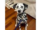 Dalmatian Puppy for sale in Chicago, IL, USA