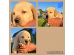 Labrador Retriever Puppy for sale in Queenstown, MD, USA