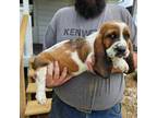 Basset Hound Puppy for sale in Bedford, IN, USA