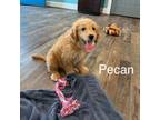 Pecan