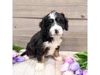 Mutt Puppy for sale in Exeter, MO, USA