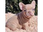 French Bulldog Puppy for sale in New York, NY, USA