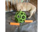 Golden Retriever Puppy for sale in Latrobe, PA, USA