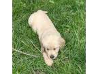 Golden Retriever Puppy for sale in Latrobe, PA, USA