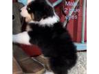 Miniature Australian Shepherd Puppy for sale in Longview, TX, USA