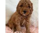 Mutt Puppy for sale in Potterville, MI, USA