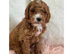 Mutt Puppy for sale in Potterville, MI, USA