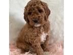 Mutt Puppy for sale in Potterville, MI, USA