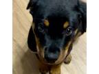 Rottweiler Puppy for sale in Anna, TX, USA