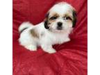 Shih-Poo Puppy for sale in Washington, DC, USA