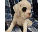 Boxer Puppy for sale in Thompson, PA, USA