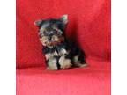 Yorkshire Terrier Puppy for sale in Butler, MO, USA