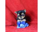 Yorkshire Terrier Puppy for sale in Butler, MO, USA