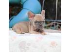 French Bulldog Puppy for sale in Port Saint Lucie, FL, USA