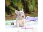 French Bulldog Puppy for sale in Port Saint Lucie, FL, USA