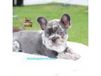 French Bulldog Puppy for sale in Port Saint Lucie, FL, USA