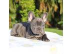 French Bulldog Puppy for sale in Port Saint Lucie, FL, USA