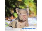 French Bulldog Puppy for sale in Port Saint Lucie, FL, USA