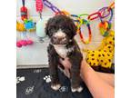 Portuguese Water Dog Puppy for sale in Brookville, OH, USA