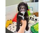 Portuguese Water Dog Puppy for sale in Brookville, OH, USA