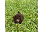 Poodle (Toy) Puppy for sale in Sparta, TN, USA