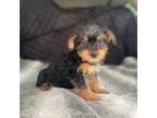 Yorkshire Terrier Puppy for sale in Walnut, MS, USA