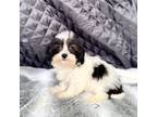 Bichon Frise Puppy for sale in Walnut, MS, USA