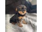 Yorkshire Terrier Puppy for sale in Walnut, MS, USA