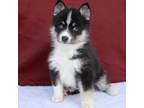 Mutt Puppy for sale in Dundee, OH, USA