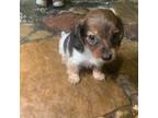 Dachshund Puppy for sale in Ringling, OK, USA