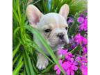 French Bulldog Puppy for sale in Toccoa, GA, USA