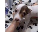 Rat Terrier Puppy for sale in Archer, FL, USA